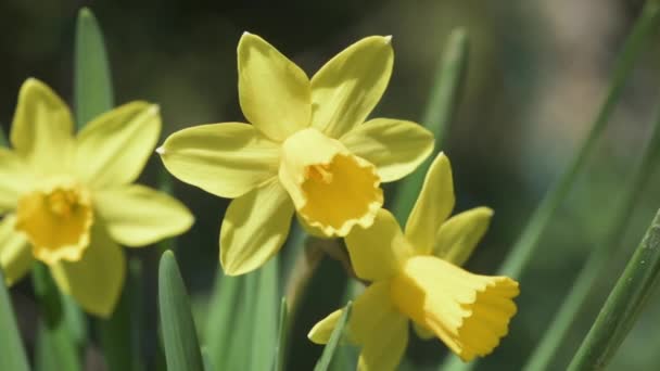 黄色のナルシシズムの花がぼやけた背景でクローズアップ — ストック動画