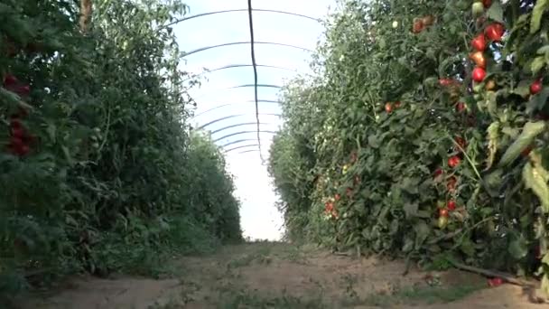 Filas Plantas Con Racimos Tomates Cherry Cultivados Invernaderos — Vídeo de stock