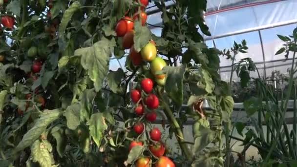 Bunches Cherry Tomatoes Organically Grownin Greenhouses — Stock Video
