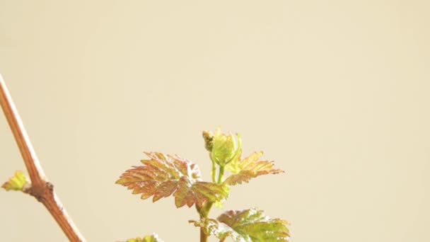 春天里 带有葡萄芽的小枝条和藤叶 在米色的背景上被隔离 — 图库视频影像