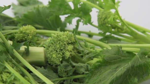 Fresh Turnip Tops Italian Cime Rapa Macro Selective Focus Panning — Stock Video