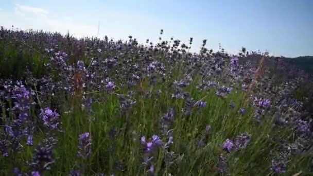 Lavendelblomster Som Blåser Vinden Utydelig Bakgrunn Selektivt Fokus Tett – stockvideo