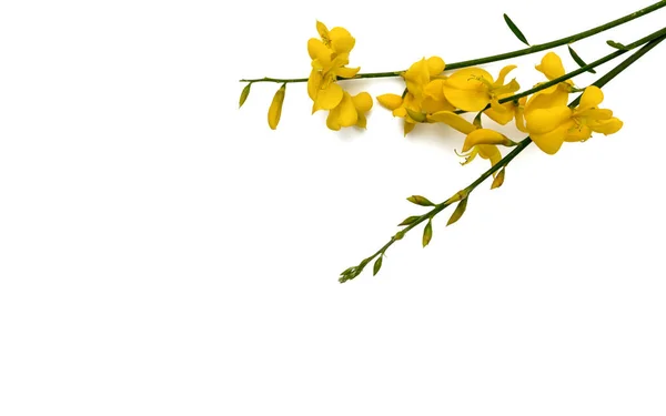 Żółte Kwiaty Miotły Odizolowane Białym Tle Przestrzenią Kopiowania Kartkę Okolicznościową — Zdjęcie stockowe