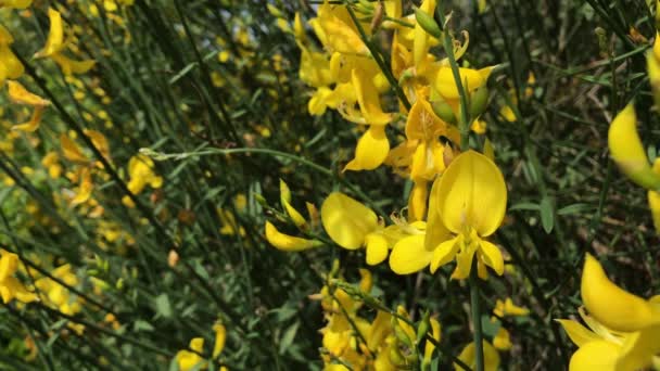 Yellow Broom Flowers Selective Focus Close Blurred Background — Stock Video