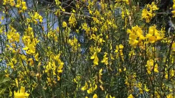 Escoba Flor Seguimiento Disparo Floración Amarilla Arbusto Gorse Mediterráneo Salvaje — Vídeo de stock