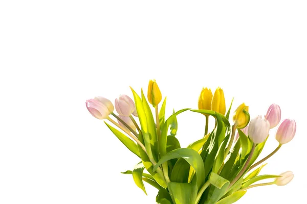 Bunch Yellow Pink Tulips Isolated White Copy Space Greeting Card — Stock Photo, Image