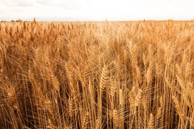 Altın buğday tarlası. Arka planda olgun kulaklar var. Pankart, etiket, poster veya selamlama için tasarım
