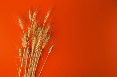 Turuncu arka planda buğday kulakları, çizimler için grafik tasarımı, etiket, selamlama. Boşluğu kopyala