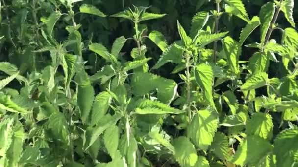 Plantas Ortiga Arbusto Silvestre Con Hojas Verdes Soplando Viento — Vídeo de stock