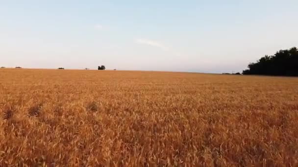 Piedmont Talya Gün Batımında Altın Kulaklı Buğday Tarlası Üzerinde Uçuşu — Stok video
