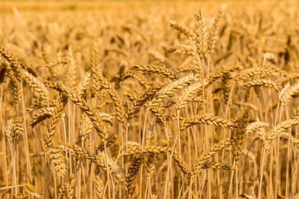 Gyllene Vete Fält Med Mogna Öron Närbild Suddig Bakgrund — Stockfoto