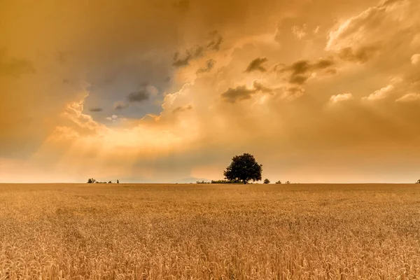 Złote Pole Pszenicy Krajobraz Zachmurzonym Niebem Zachodzie Słońca Promieniami Słońca — Zdjęcie stockowe