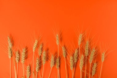 Turuncu arka planda buğday kulakları, çizimler için grafik tasarımı, etiket, selamlama. Boşluğu kopyala