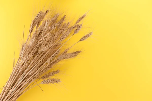 Manojo Orejas Trigo Aisladas Sobre Fondo Amarillo Diseño Gráfico Para — Foto de Stock