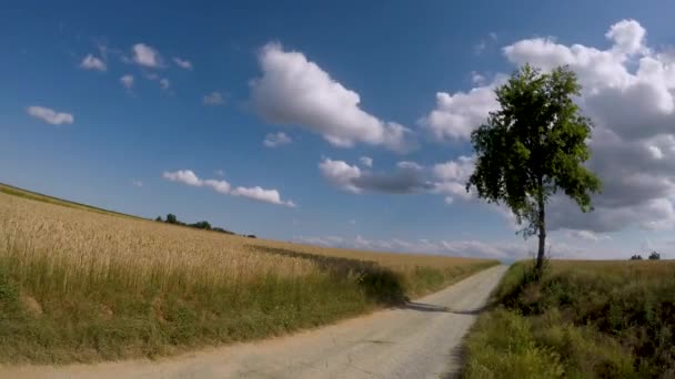 Időeltolódás Nyári Táj Vidéki Között Arany Búza Mezők Tölgyfa Felhős — Stock videók