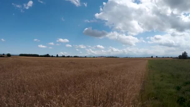 Tijdsverloop Van Het Gouden Tarweveld Met Bewolkte Blauwe Lucht Landbouwlandschap — Stockvideo