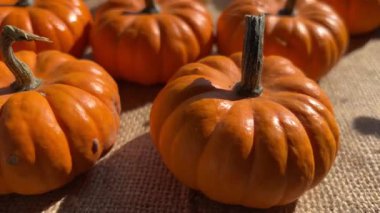 Küçük turuncu balkabakları, jüt bir bezde sergilenen smal sonbahar sukabaklarının izini sürerler.