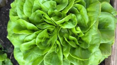 Sebze bahçesinde yetişen bir baş marul.