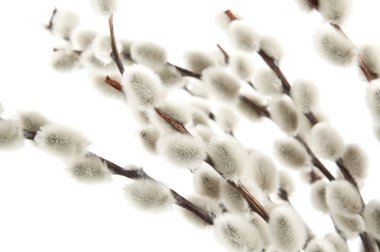 Beyaz izole Paskalya kedicikler