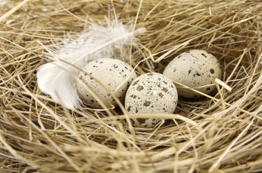 Bıldırcın yumurta yuvada makro görünümü