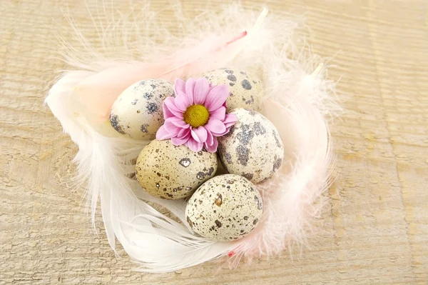 Eşarplı ahşap tahta üzerinde grup Paskalya Bıldırcın yumurta — Stok fotoğraf