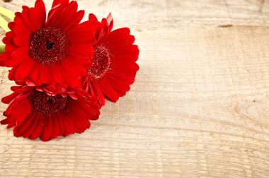 Gerbera çiçekleri bakış ahşap tahta üzerinde kapatın
