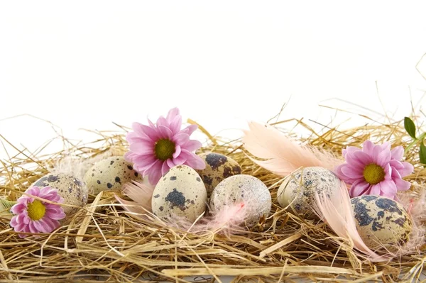 Αγροτική παστέλ Ορτύκια αυγά του Πάσχα στο σανό με φτερά — Φωτογραφία Αρχείου