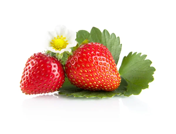 Fresas enteras aisladas con flores, hojas sobre blanco — Foto de Stock