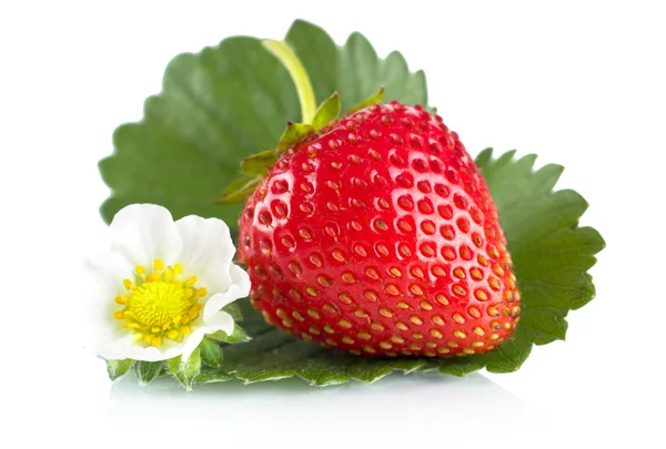 Makro ganze Erdbeere mit Blatt und Blüte isoliert auf weiß — Stockfoto