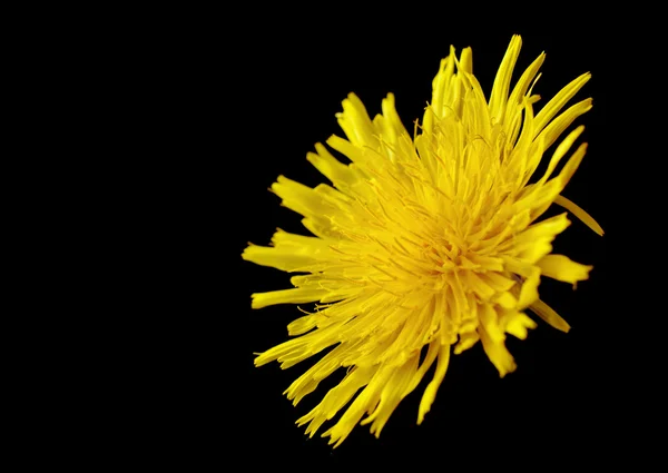 Amarelo venenoso wildflower no preto como sonchus arvensis — Fotografia de Stock
