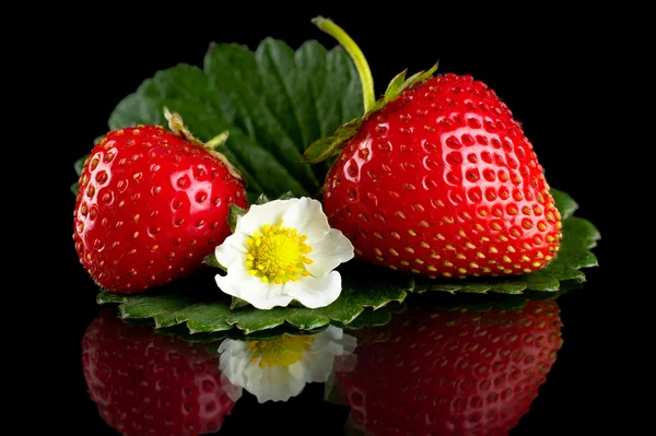 Makro ganze Erdbeeren mit Blatt und Blüte isoliert auf schwarz — Stockfoto