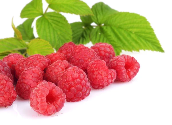 Many raspberries leaves corner template isolated white — Stock Photo, Image