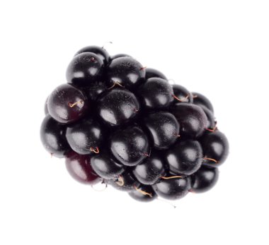 Stüdyo izole bir taze böğürtlen beyaz vurdu 