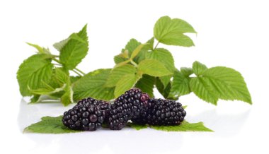 Studio in üç taze böğürtlen yaprakları arka planda ile vurdu 