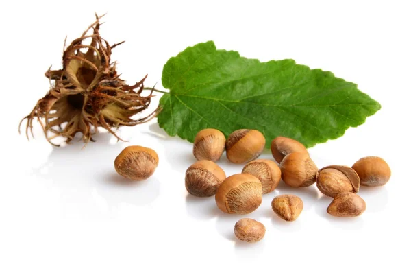 Wild hazelnuts with leaf and involucre,husk isolated — Stock Photo, Image