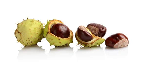 Four chestnuts in line isolated on white background — Stock Photo, Image