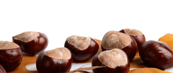 Horizontally many chestnuts with autumn leaves on white background — Stock Photo, Image