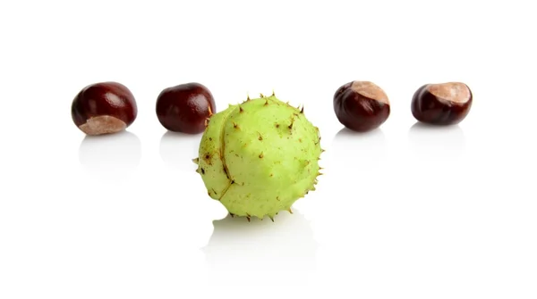 Four chestnuts in line with individual isolated on white background — Stock Photo, Image