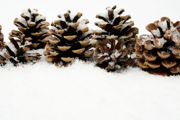 Many christmas pine cones on snow in line — Stock Photo, Image