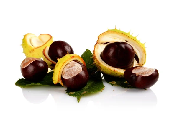 Closeup shot few chestnuts isolated on white background — Stock Photo, Image