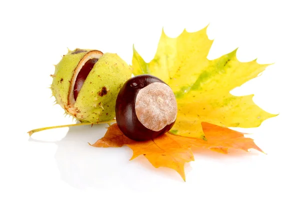 Group of many chestnuts with autumn leaves — Stock Photo, Image