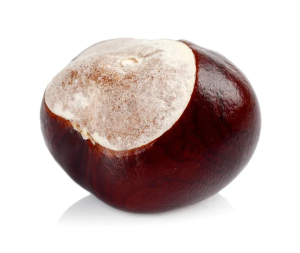 Closeup shot chestnut isolated on white background — Stock Photo, Image