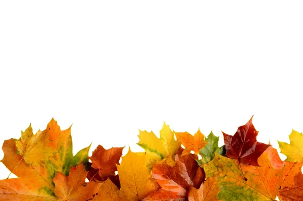 Autumn leaves at bottom isolated on white — Stock Photo, Image