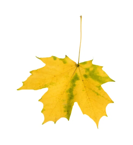 Single yellow autumn leaf isolated on white — Stock Photo, Image