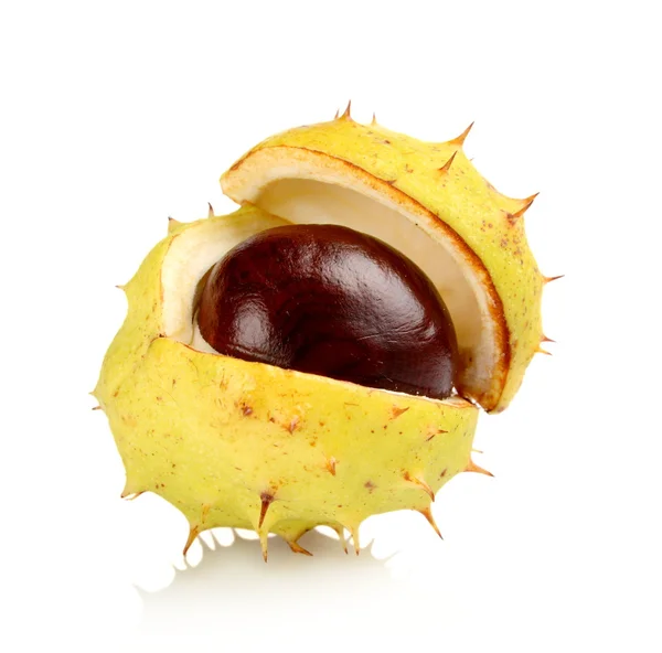 Closeup single open chestnut isolated on a white background — Stock Photo, Image