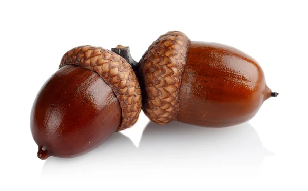 Two connected acorns isolated on white background — Stock Photo, Image