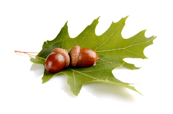 Two connected acorns on leaf isolated on white background — Stock Photo, Image