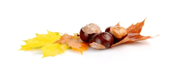 Group of many chestnuts with autumn leaves — Stock Photo, Image