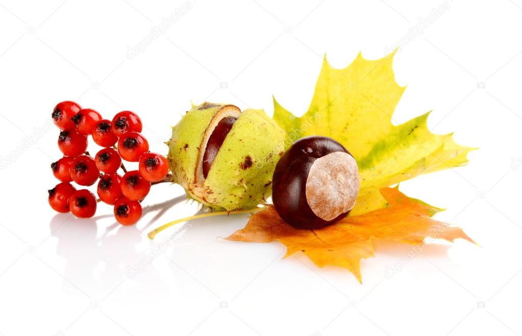 Group of many chestnuts with autumn leaves