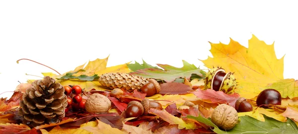 Group many forest fruits on autumn leaves in line — Stock Photo, Image
